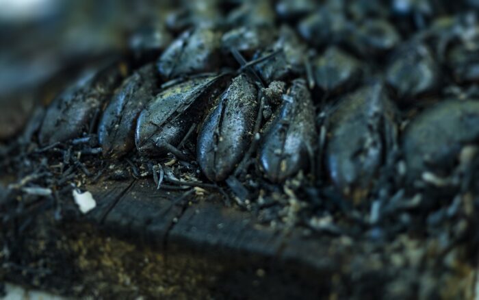 éclade de moules d'Oléron éclade de moules d'Oléron