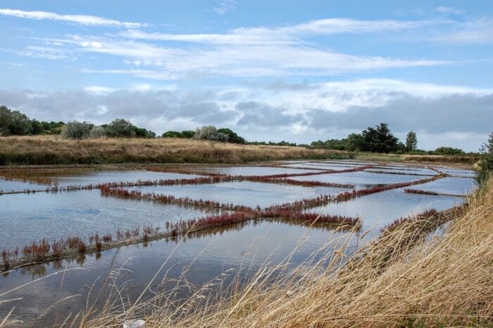 Marais salants d'Oléron Marais salants d'Oléron