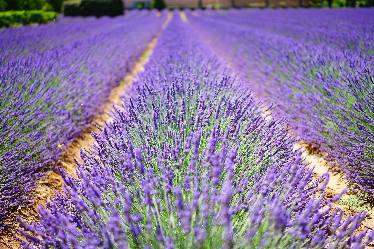 Séjour en Provence-Alpes-Côte d’Azur : mer méditerranéenne, montagnes & nature préservée