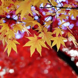 Vos vacances en Automne