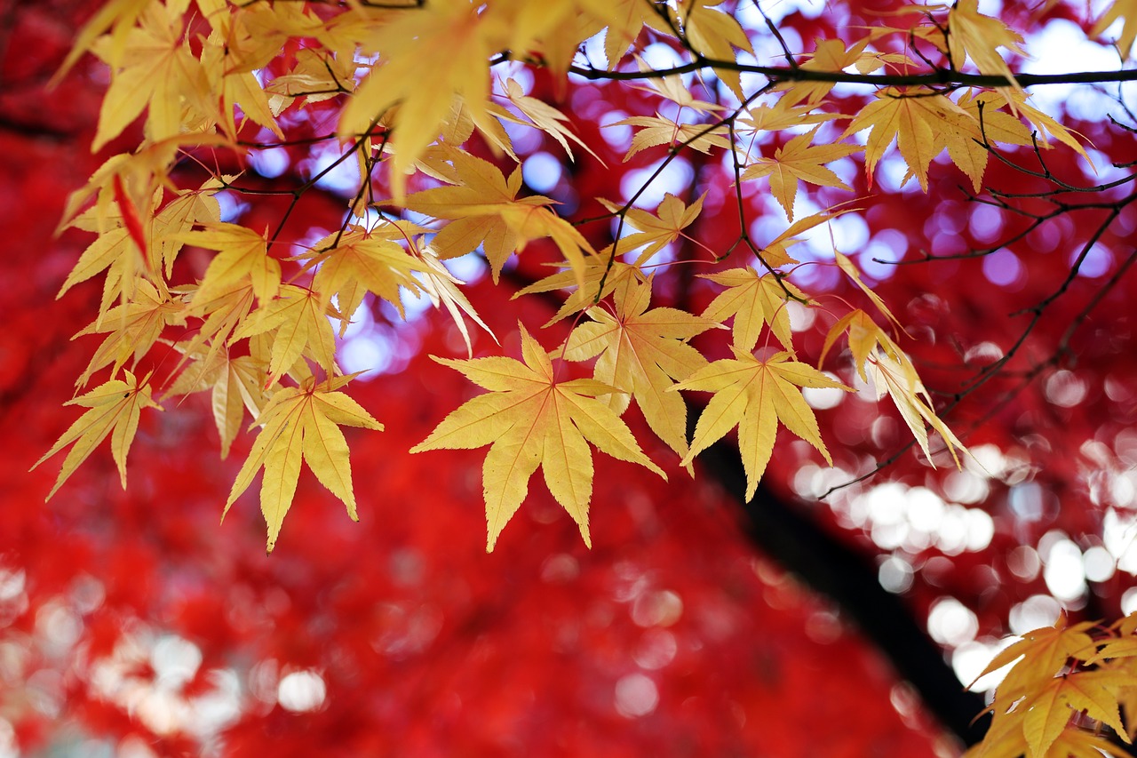 Vos vacances en Automne