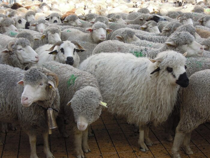 Transhumance