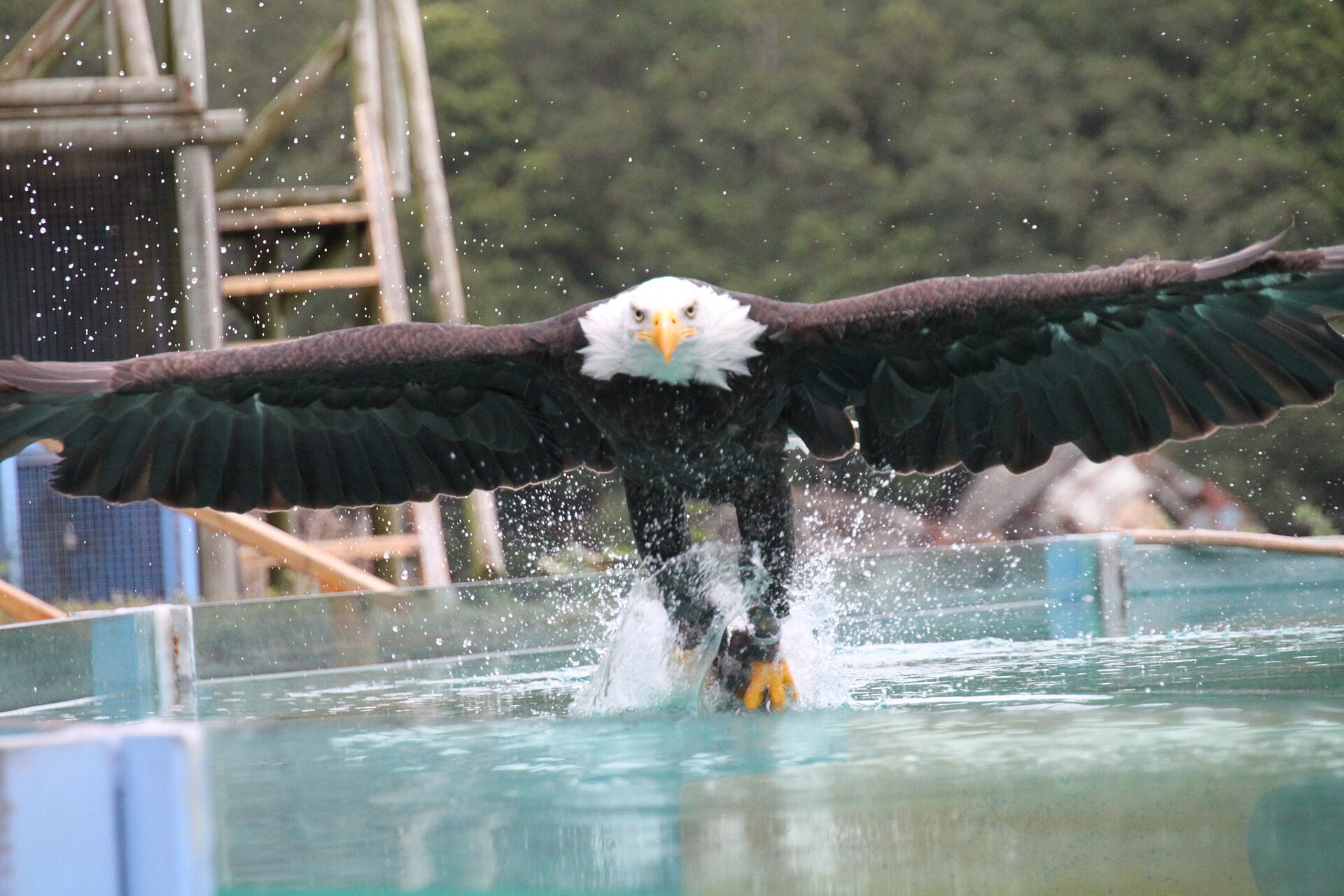 Aigle américain à l'Aquashow à Audierne