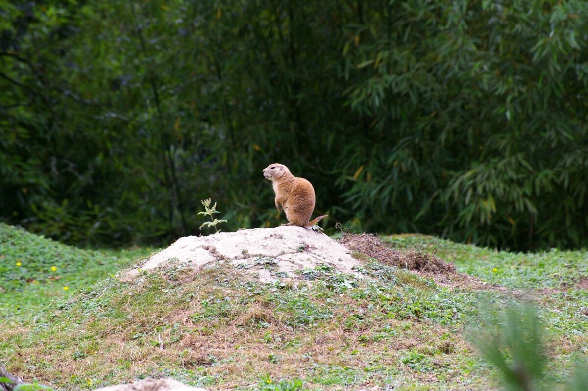 Marmotte en milieu aménagé à Branféré