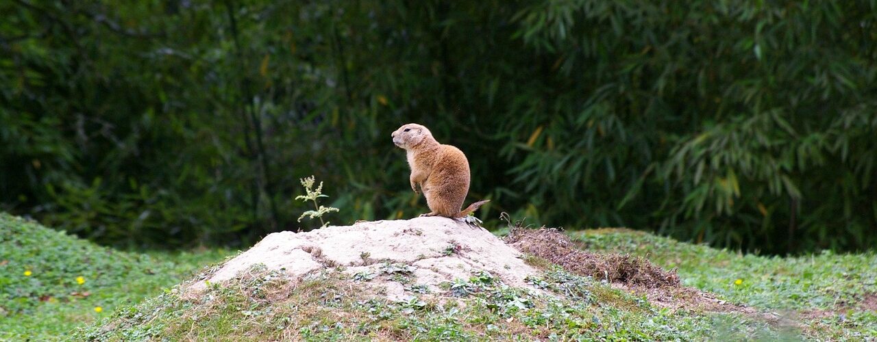 Marmotte en milieu aménagé à Branféré