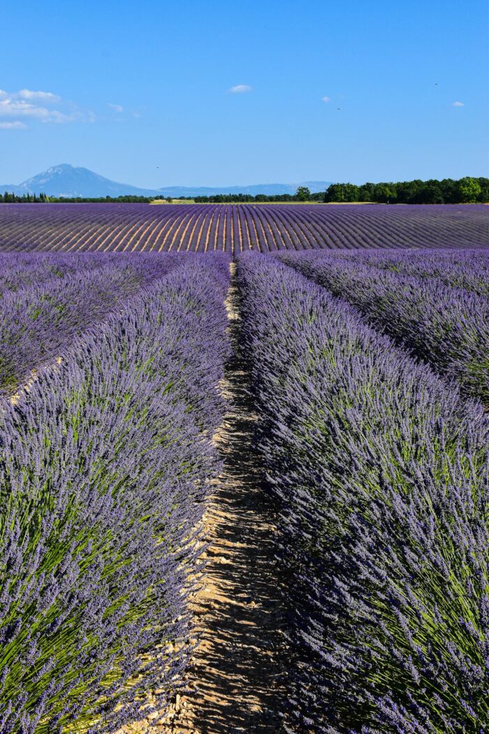 Plateau de Valensole