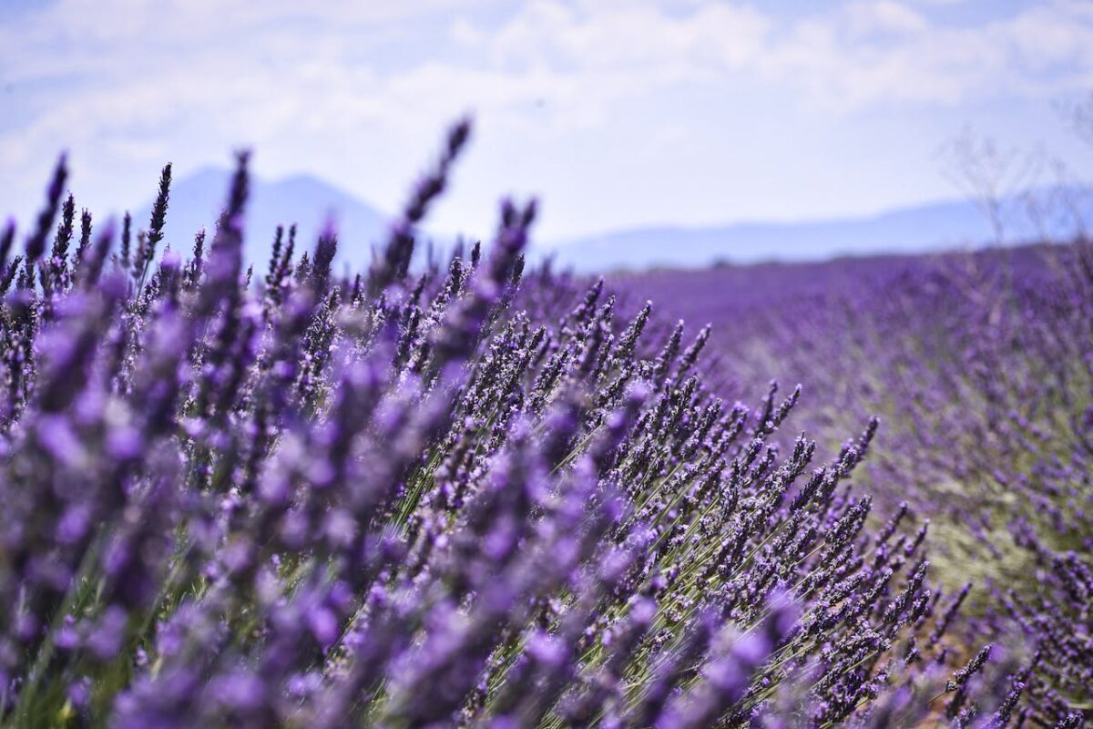 Champ de lavande sur le Plateau de Valensole
